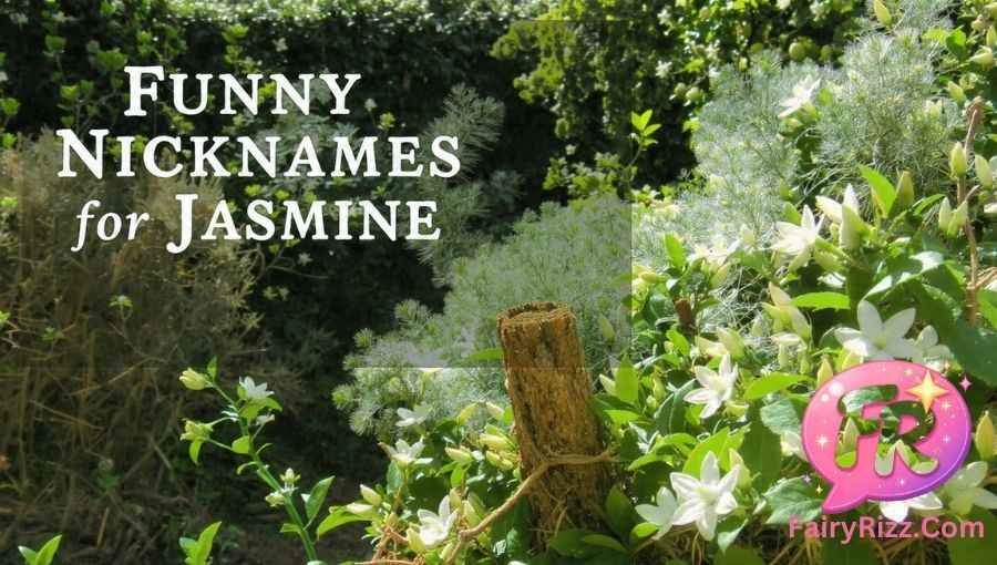Nicknames for Jasmine