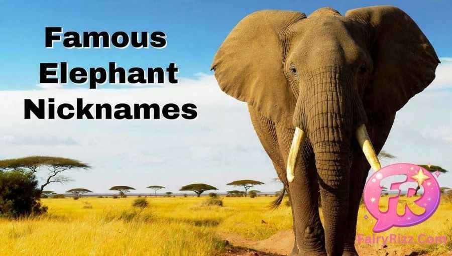 Elephant Nicknames