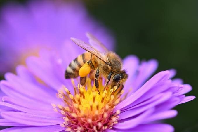 Bee Pick Up Lines