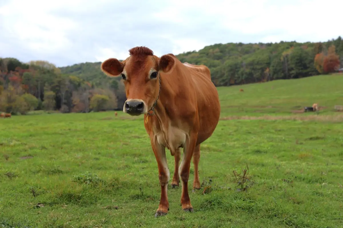 Cow Pick Up Lines