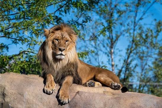 Lion Pick Up Lines