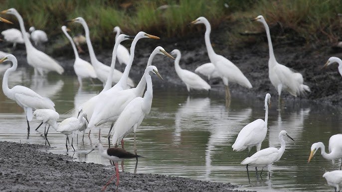 Egret Pick Up Lines