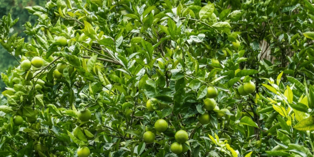 Lime Pick Up Lines
