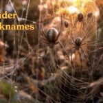 Spider Nicknames