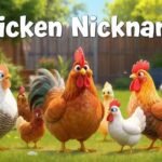 Chicken Nicknames