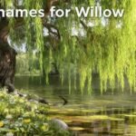 Nicknames for Willow