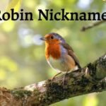 Robin Nicknames