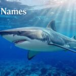 Shark Names