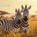 Zebra Names