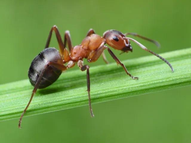 Ant Pick Up Lines