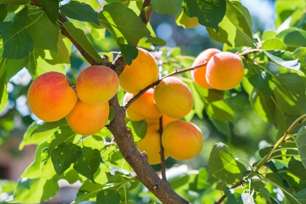 Best 300+ Apricot Pick Up Lines: Sweet, Funny & Flirty