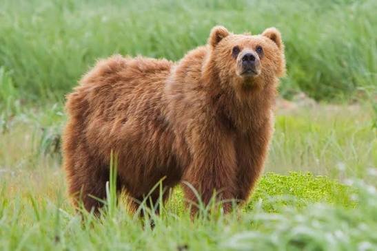 300+ Bear Pick Up Lines: Funny, Cute & Flirty Ideas