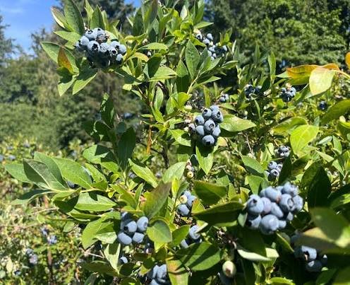 Blueberry Pick Up Lines
