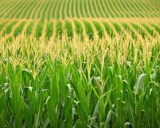 300+ Corn Pick Up Lines: Funny, Cute & Flirty Lines