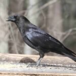 400+ Crow Pick Up Lines: Funny & Clever Lines