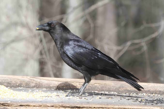 400+ Crow Pick Up Lines: Funny & Clever Lines