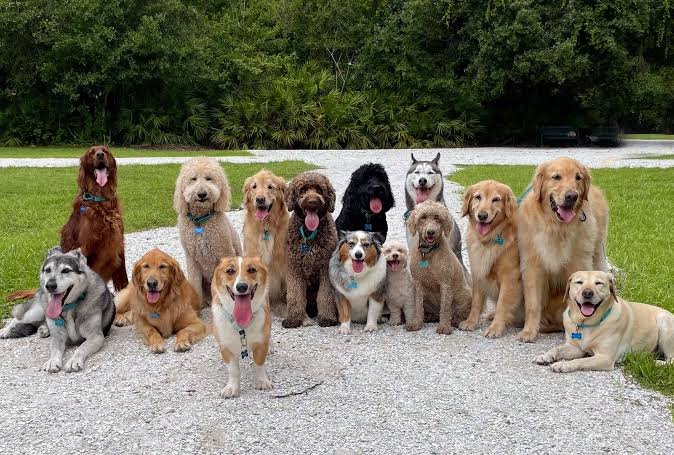 Dog Pick Up Lines