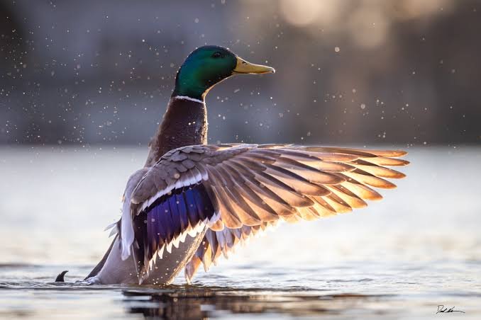 Duck Pick Up Lines