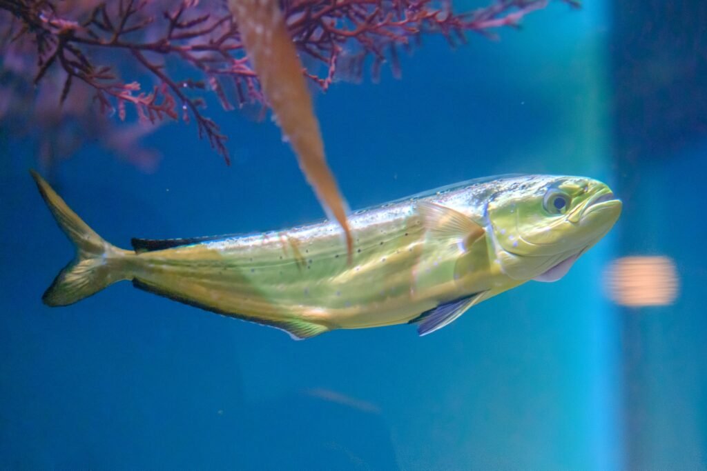 Fish Pick Up Lines