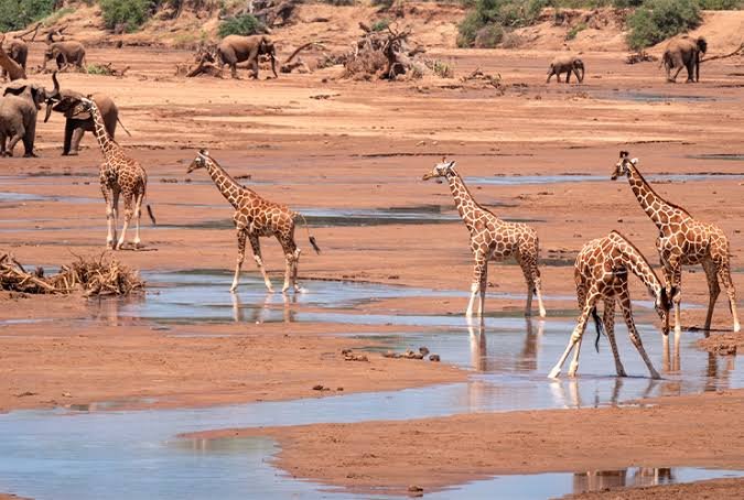 350+ Best Giraffe Pick Up Lines for Every Occasion