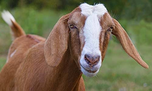 Goat Pick Up Lines