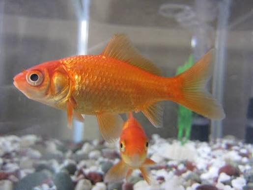 300+ Gold Fish Pick Up Lines: Funny, Cute & Flirty Ideas