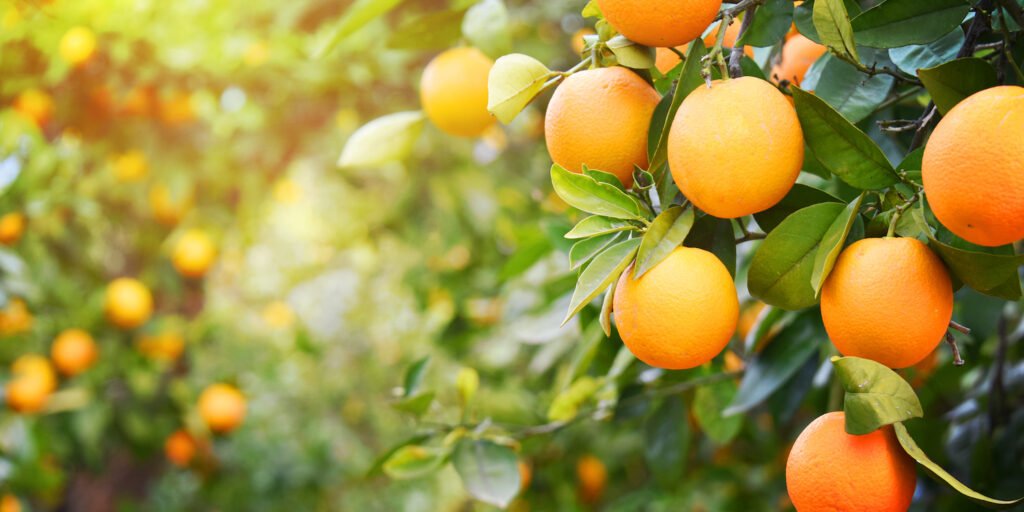 Orange Pick Up Lines