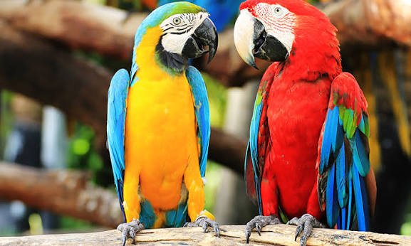 Parrot Pick Up Lines