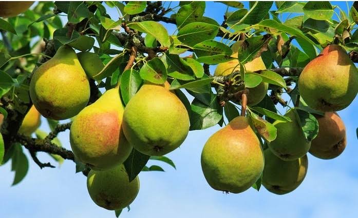 Pear Pick Up Lines