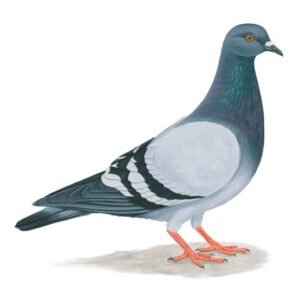 Pigeon Pick Up Lines