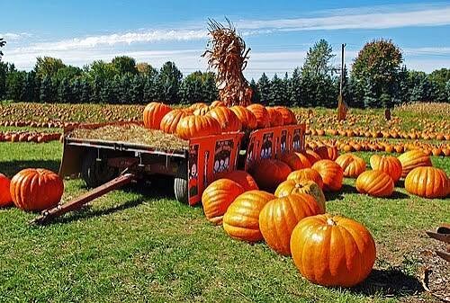 Pumpkin Pick Up Lines