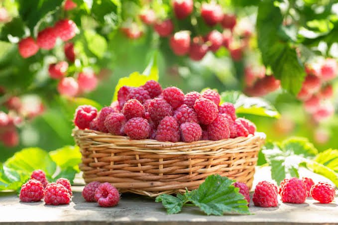 350+ Raspberry Pick Up Lines: Cute, Funny & Flirty