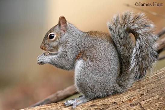 Squirrel Pick Up Lines