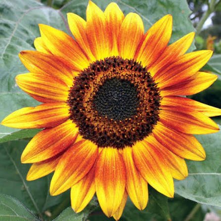 350+ Sunflower Pickup Lines to Brighten Every Flirt