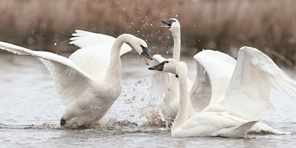 300+ Swan Pick Up Lines: Funny, Cute & Romantic Lines