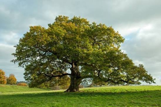 Tree Pick Up Lines