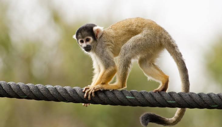 monkey pick up lines