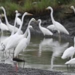 Best 250+ Egret Pick Up Lines: Funny, Cute & Flirty