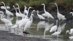 Egret Pick Up Lines