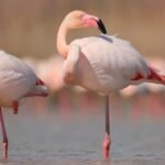 Flamingo Pick Up Lines: 250+ Cute, Funny & Flirty 🦩