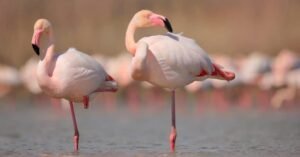 Flamingo Pick Up Lines