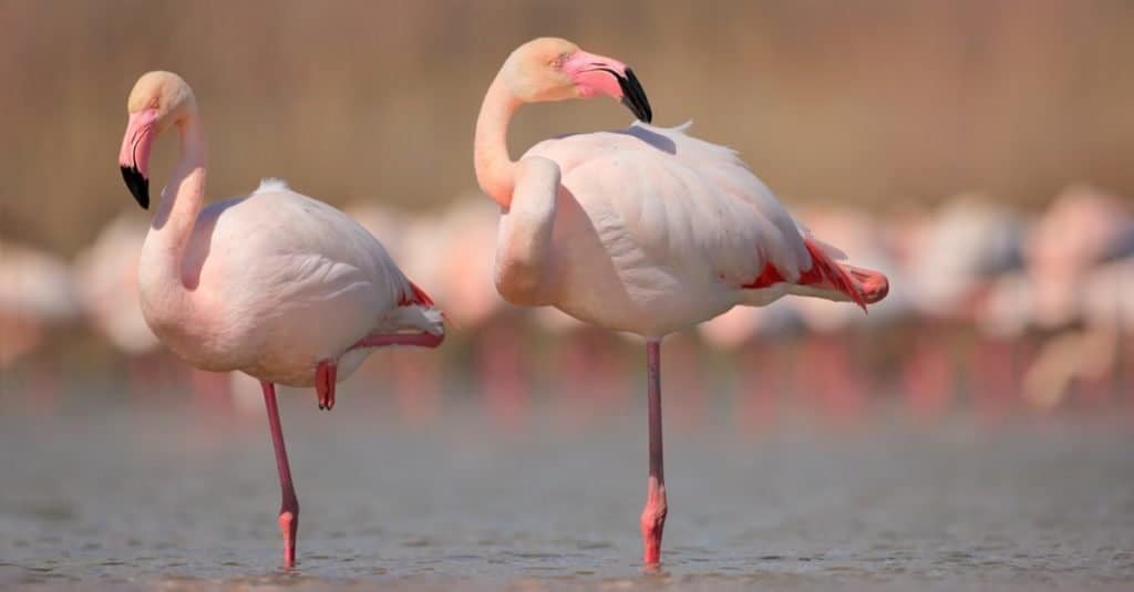 Flamingo Pick Up Lines