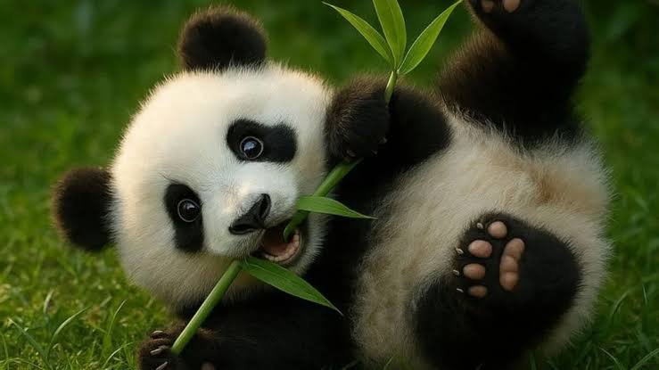 300+ Panda Pick Up Lines: 500+ Cute, Funny & Flirty