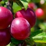Best 250+ Plum Pick Up Lines: Sweet, Funny & Flirty