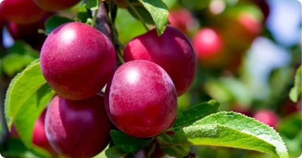 Plum Pick Up Lines