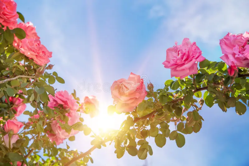 300+ Sun Shine Pick Up Lines: Cute & Flirty